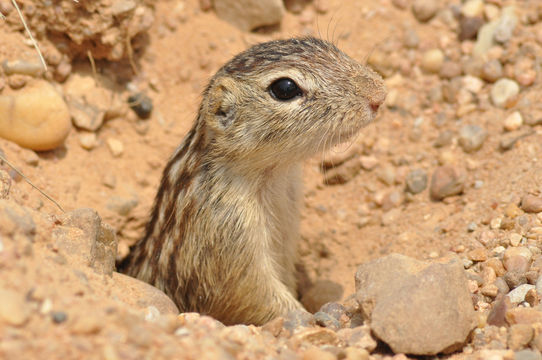 Image of thirteen-lined ground squirrel
