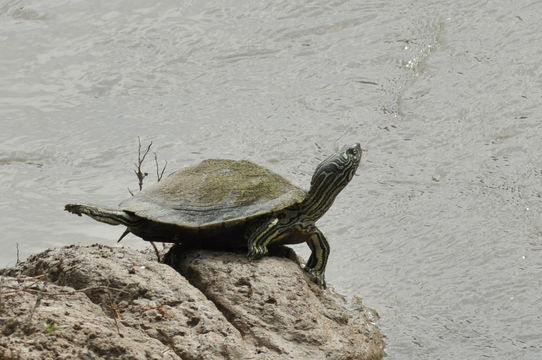 Image of Cagle's Map Turtle