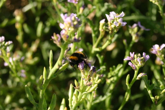 18.https www inaturalist org photos 1220673.580x360