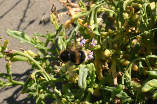 18.https www inaturalist org photos 1220709.580x360