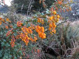 Image of <i>Berberis darwinii</i>