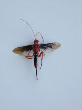 Image of <i>Lissopimpla excelsa</i> (Costa 1864)