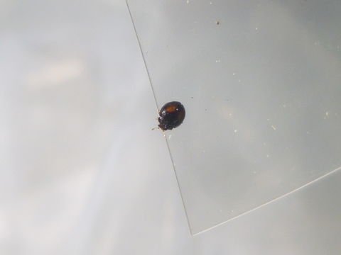 Image of Lady beetle