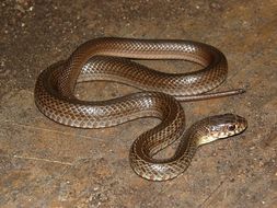 Image of <i>Coluber constrictor flaviventris</i> Say 1823