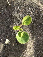 Image of <i>Calystegia soldanella</i>