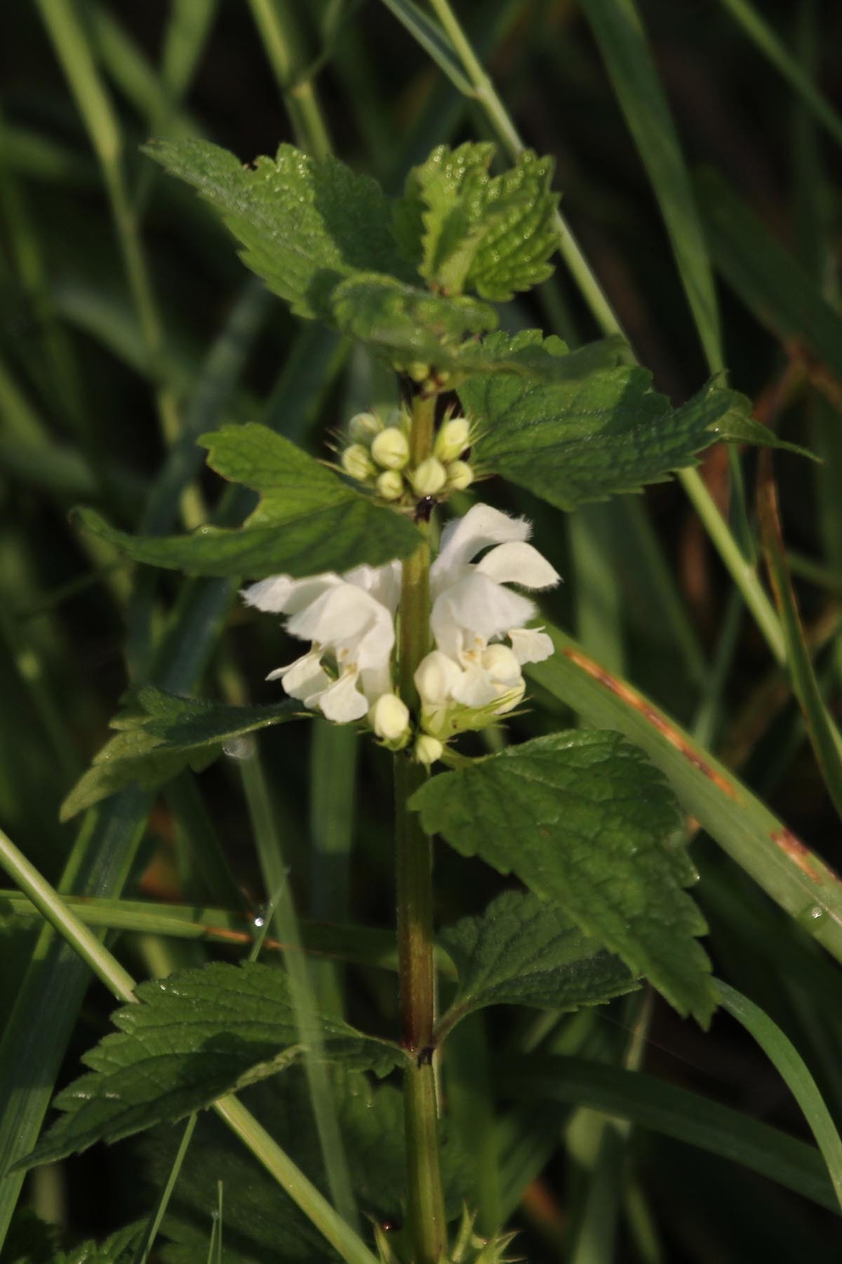 Image of <i>Lamium album</i>