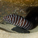 Image of Reticulated moray