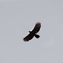 Image of Black hawk eagle