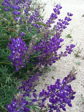 Image of silver lupine