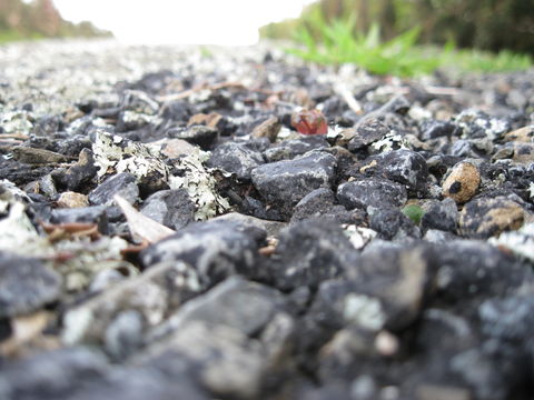 18.https www inaturalist org photos 1228599.580x360