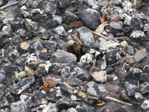 18.https www inaturalist org photos 1228601.580x360