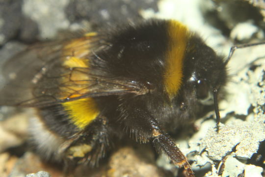18.https www inaturalist org photos 1228605.580x360