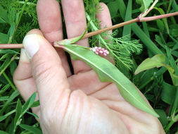 Image of <i>Persicaria maculosa</i>