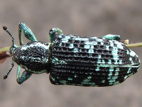 Image of <i>Chrysolopus spectabilis</i>