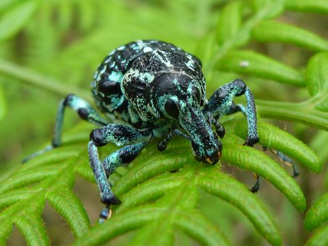 Image of <i>Chrysolopus spectabilis</i>