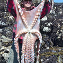 Image de Pieuvre géante du Pacifique