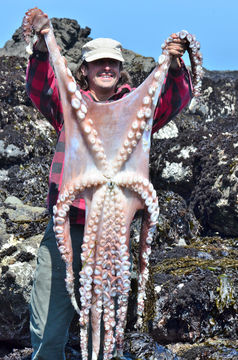 Image of Giant Pacific Octopus