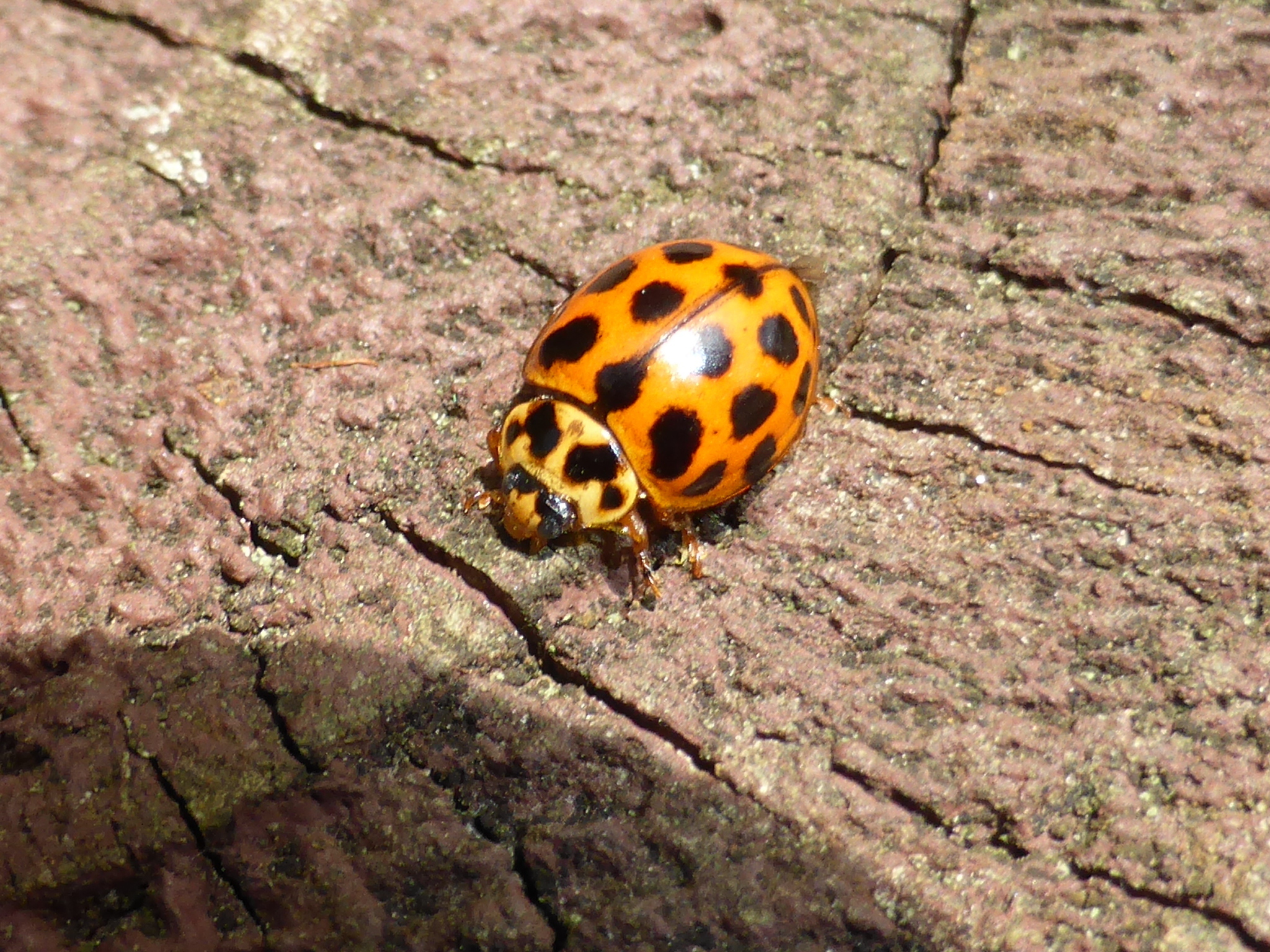 lady-beetle-encyclopedia-of-life