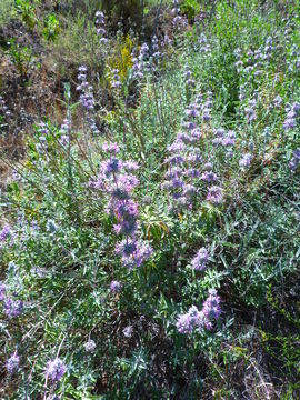 Image of <i>Salvia leucophylla</i>