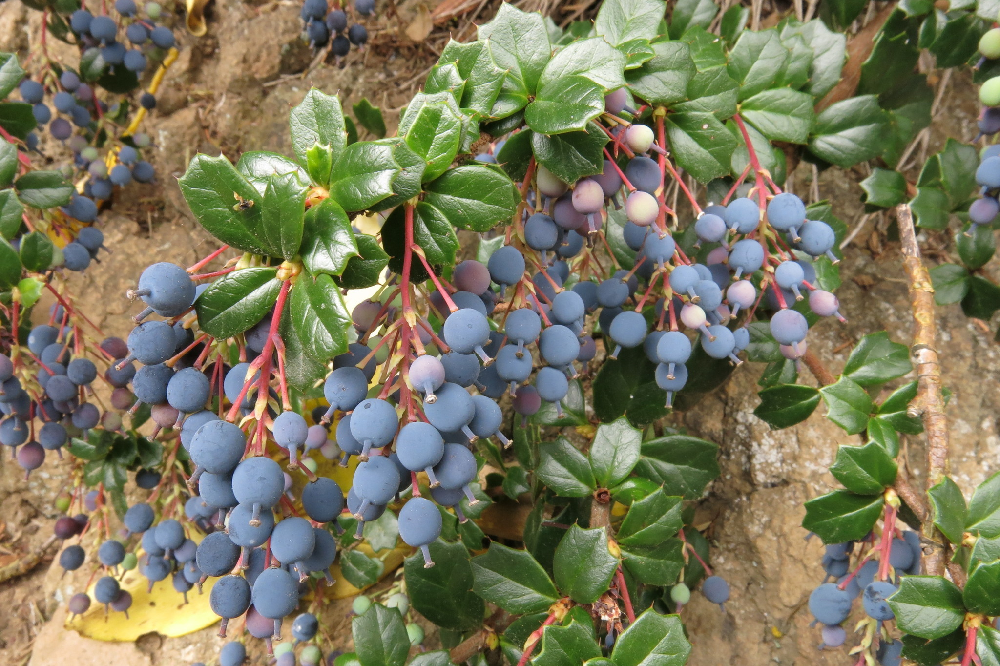 Image of <i>Berberis darwinii</i>