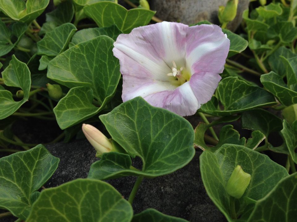 Image of <i>Calystegia soldanella</i>