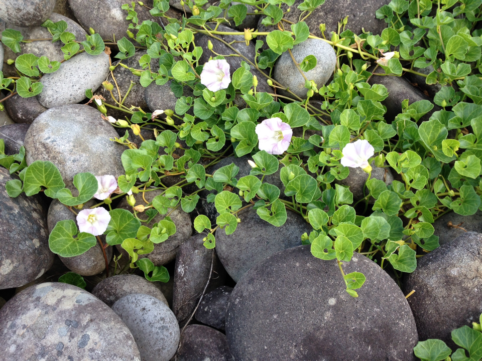 Image of <i>Calystegia soldanella</i>