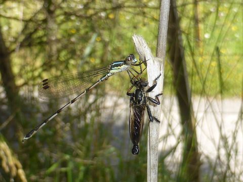 18.https www inaturalist org photos 1236870.580x360