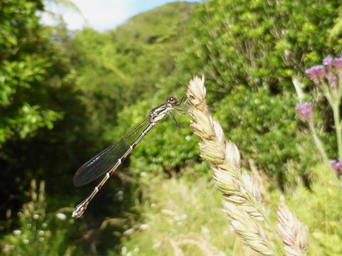 18.https www inaturalist org photos 1237679.580x360