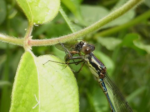 18.https www inaturalist org photos 1237848.580x360