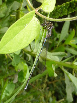 18.https www inaturalist org photos 1237849.580x360