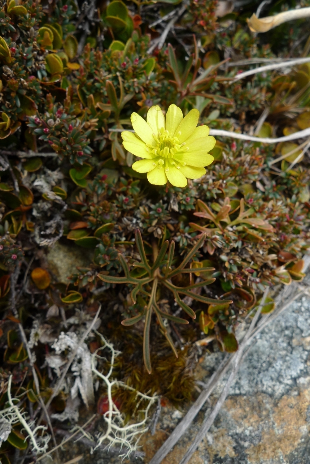 Image of <i>Ranunculus verticillatus</i>