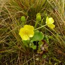 Image of Ranunculus insignis Hook. fil.