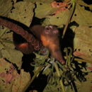 Image of Andean Night Monkey