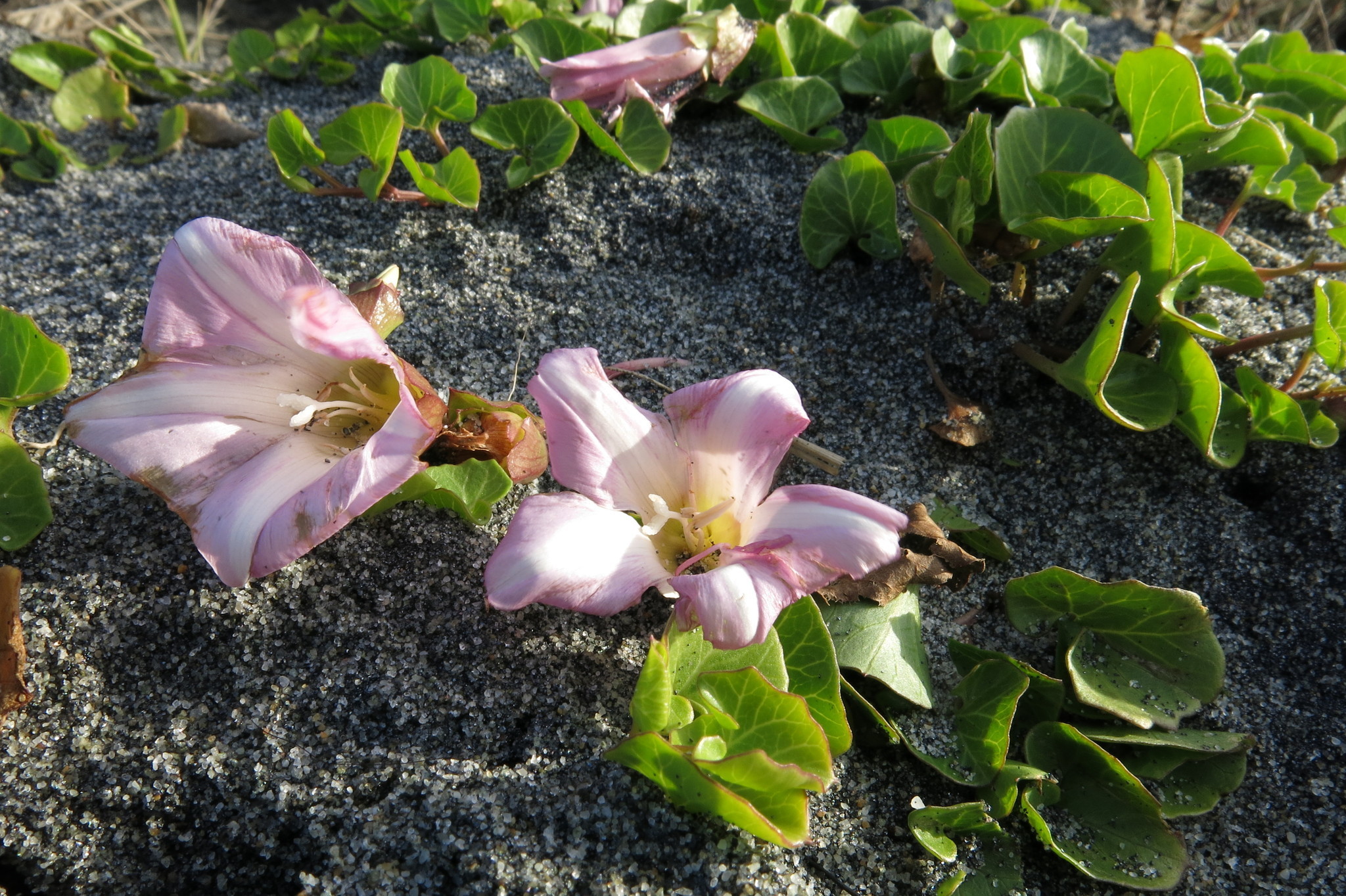 Image of <i>Calystegia soldanella</i>