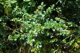 Image of <i>Berberis darwinii</i>