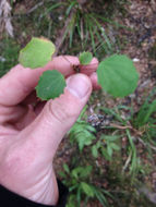 Image of <i>Berberis darwinii</i>