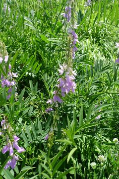 Image of <i>Galega officinalis</i>