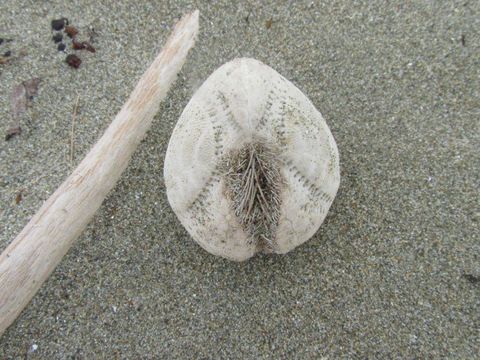 Image of Sea potato