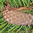 Image of <i>Pinus contorta bolanderi</i>