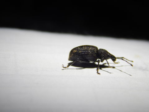 18.https www inaturalist org photos 1244132.580x360