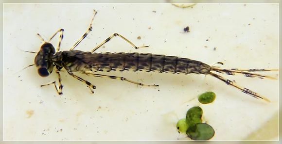 18.https www inaturalist org photos 1246426.580x360