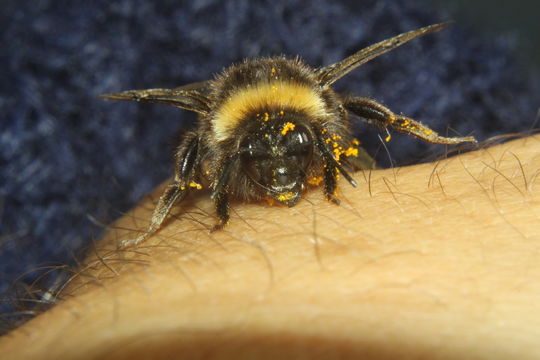 18.https www inaturalist org photos 1248381.580x360