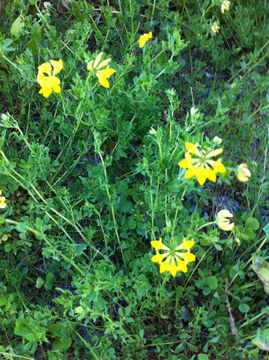 Image of bird's-foot trefoil