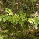 Image of Ackama rosifolia A. Cunn.