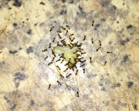Image of Ant
