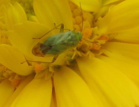 18.https www inaturalist org photos 1257455.580x360