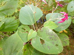 Image of <i>Clerodendrum trichotomum</i>