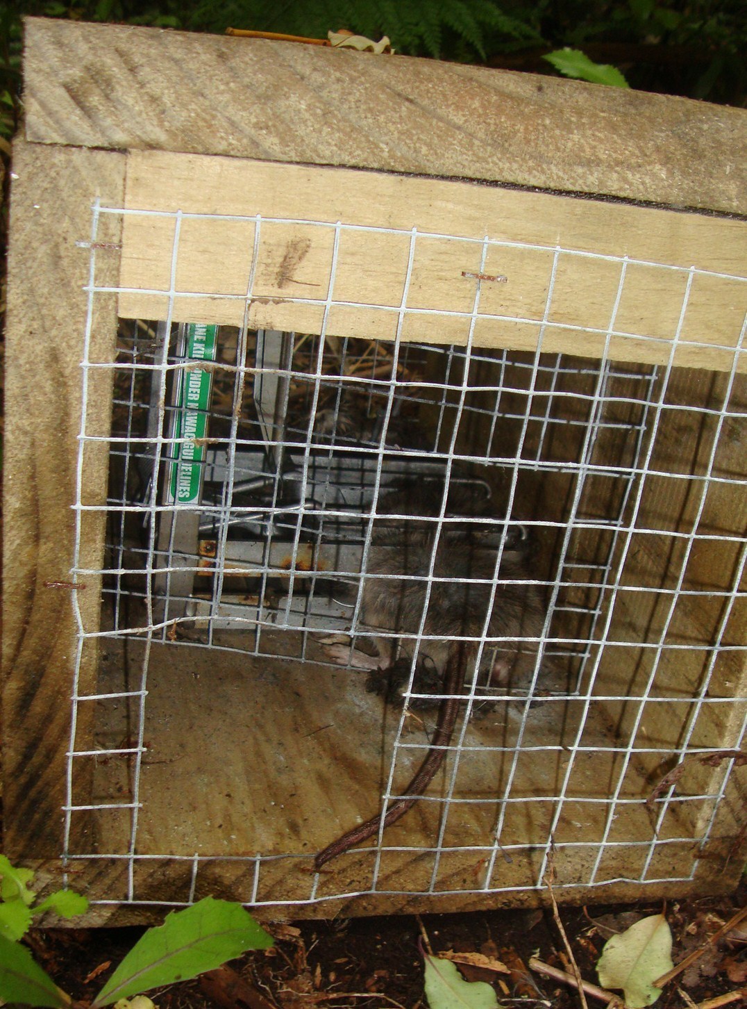 Image of Brown Rat