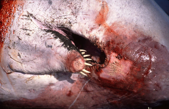 Image of Pygmy Sperm Whale