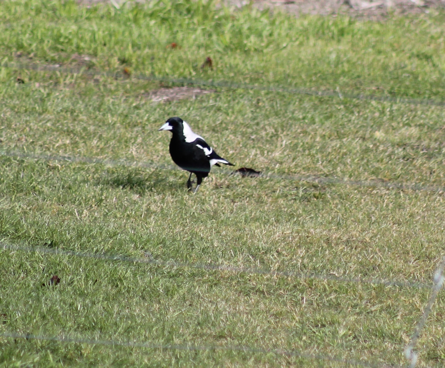 Image of Australian Magpie